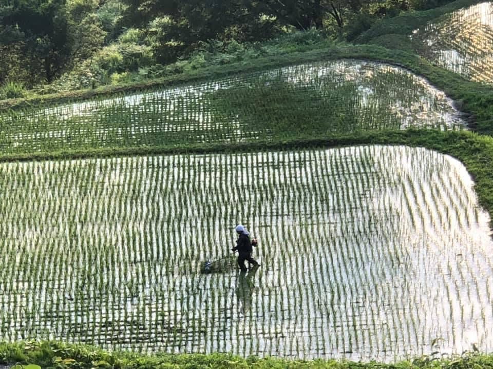 予約販売【希少の新米】魚沼産の完全無農薬「蒲生の棚田米あかとき」5kg【玄米】