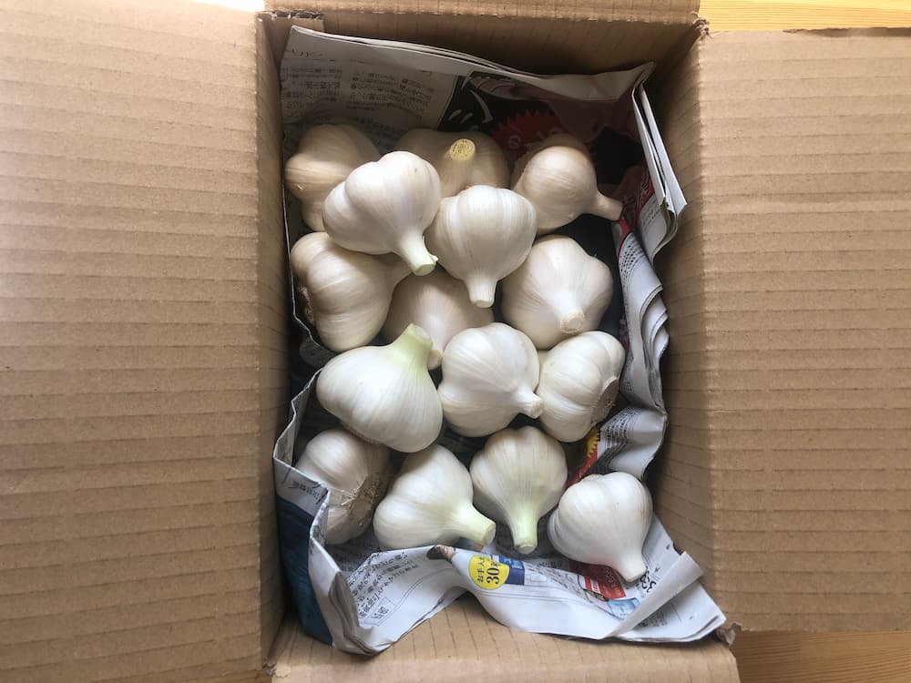 越後白玉にんにく(玉)Mサイズ中心 1kg 元気みなぎるにんにくパワー